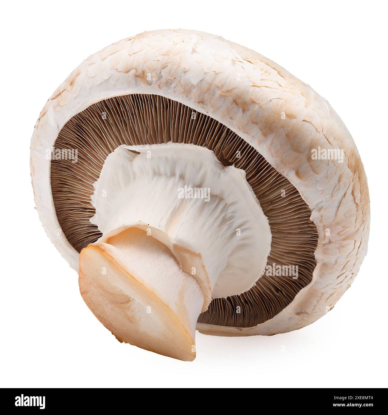 Funghi champignon freschi isolati su sfondo bianco con percorso di ritaglio. Foto Stock