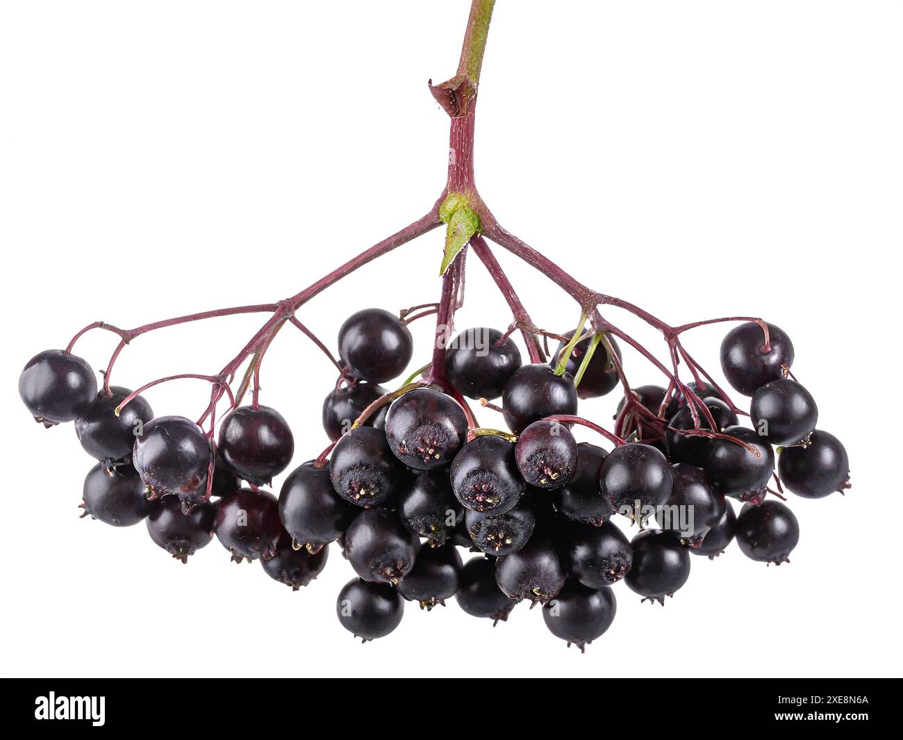 Bacche di sambuco nere isolate su sfondo bianco. Cibo sano. Foto Stock