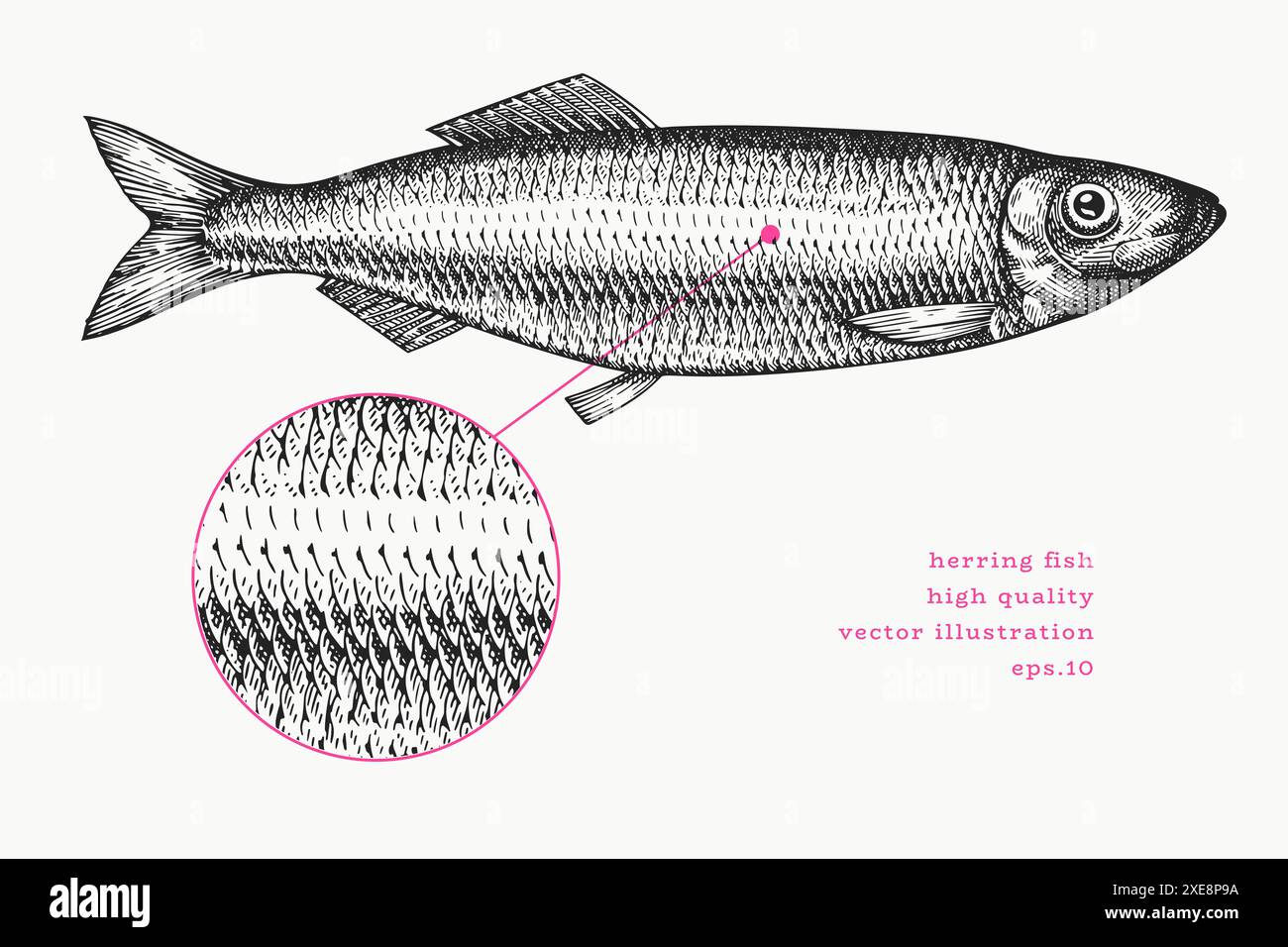 Illustrazione delle aringhe in stile vintage. Pesce disegnato a mano vettoriale. Immagine Old Fashion di alta qualità Illustrazione Vettoriale