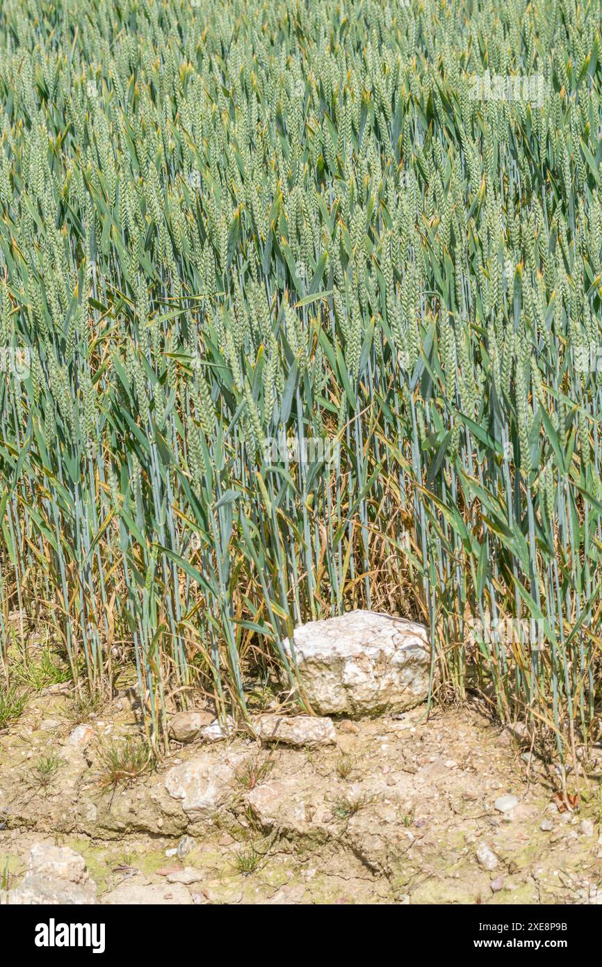 Maturazione del grano verde / prodotto Triticum in campo. Metafora della sicurezza alimentare, orecchie di grano, agricoltura e agricoltura del Regno Unito, coltivazione di cibo nel campo. DOF stretto. Foto Stock