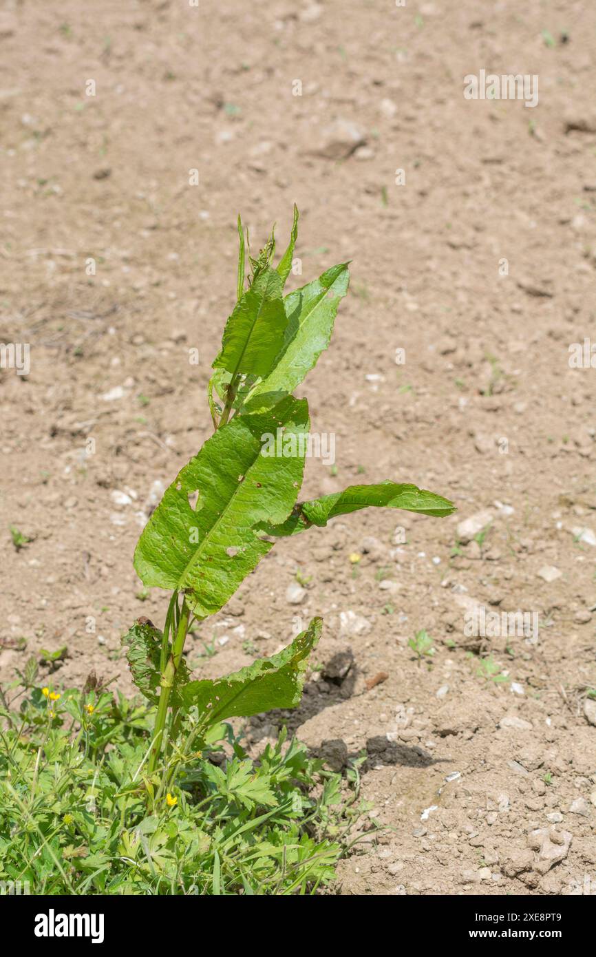 Primo molo a foglia larga/Rumex obtusifolius sul lato di un campo coltivato. Si tratta di un'infestazione agricola/arabile problematica e comune nel Regno Unito. Foto Stock