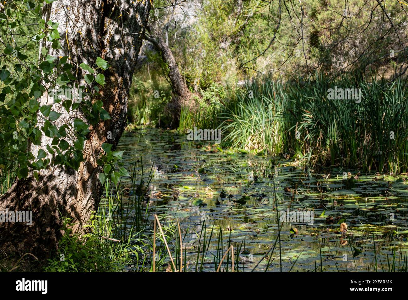 Parque Natural del CaÃ±Ã³n del RÃ­o Lobos Foto Stock