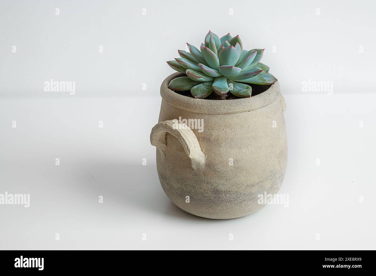 Pianta succulenta di Echeveria in una pentola di ceramica su sfondo bianco, giardinaggio domestico e connessione con il concetto della natura Foto Stock