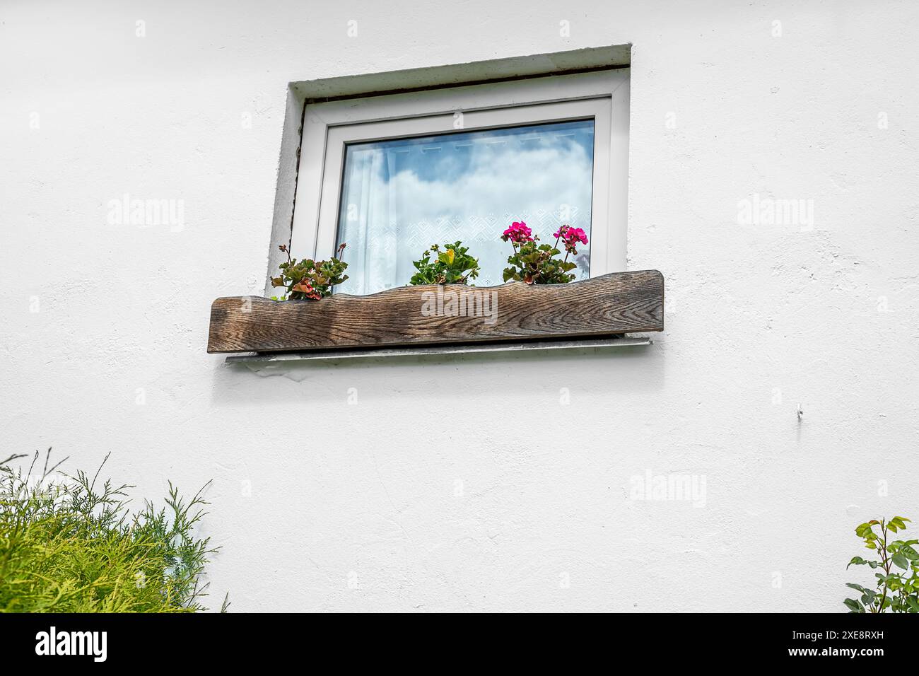 Geranio fiorente sulla finestra di una casa di villaggio, estetica del nucleo di cottage e concetto di stile di vita tranquillo Foto Stock