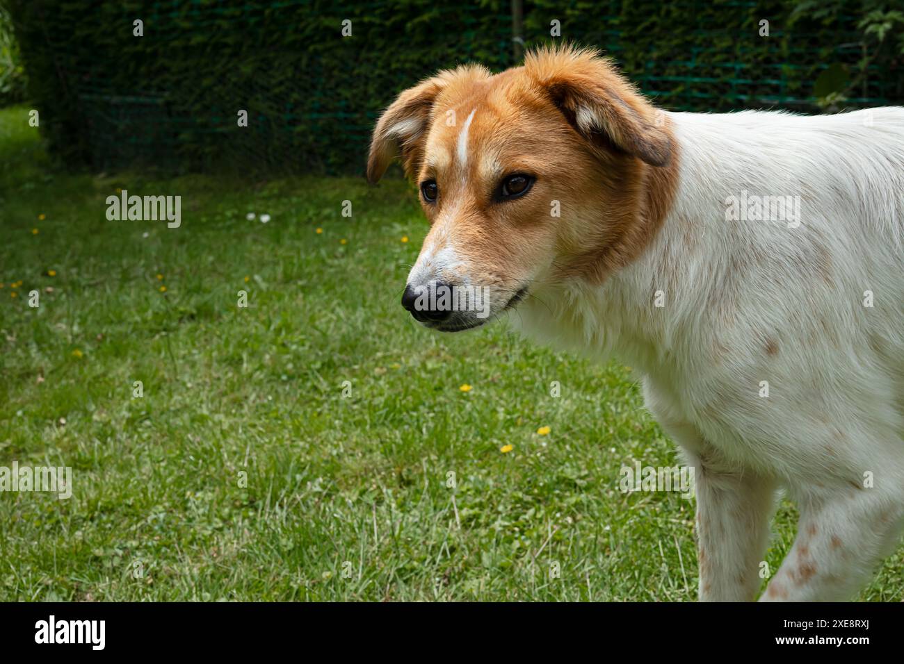 Cane bianco e marrone che cammina sull'erba verde in un cortile. Foto Stock