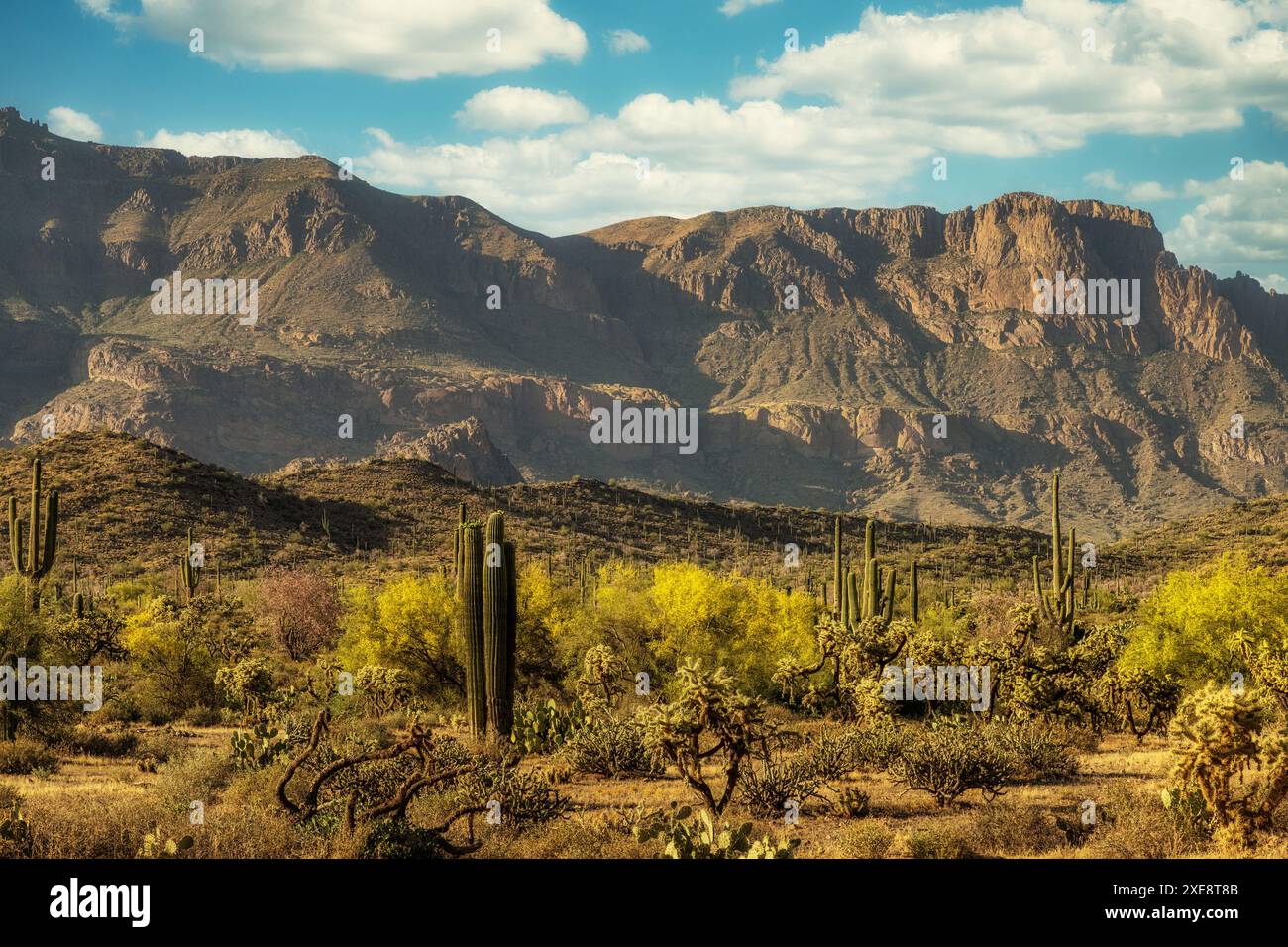 Alberi di Ironwood e palo verde al Peralta Regional Park nel deserto di Sonora vicino a Phoenix, Arizona Foto Stock