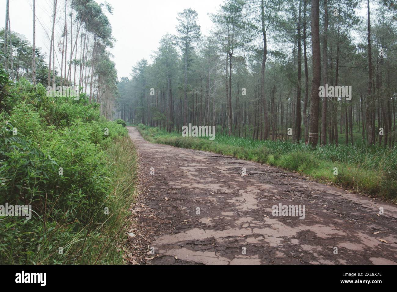 Bandung, Indonesia, 2008 marzo 07: Una strada per Tangkuban Parahu Foto Stock