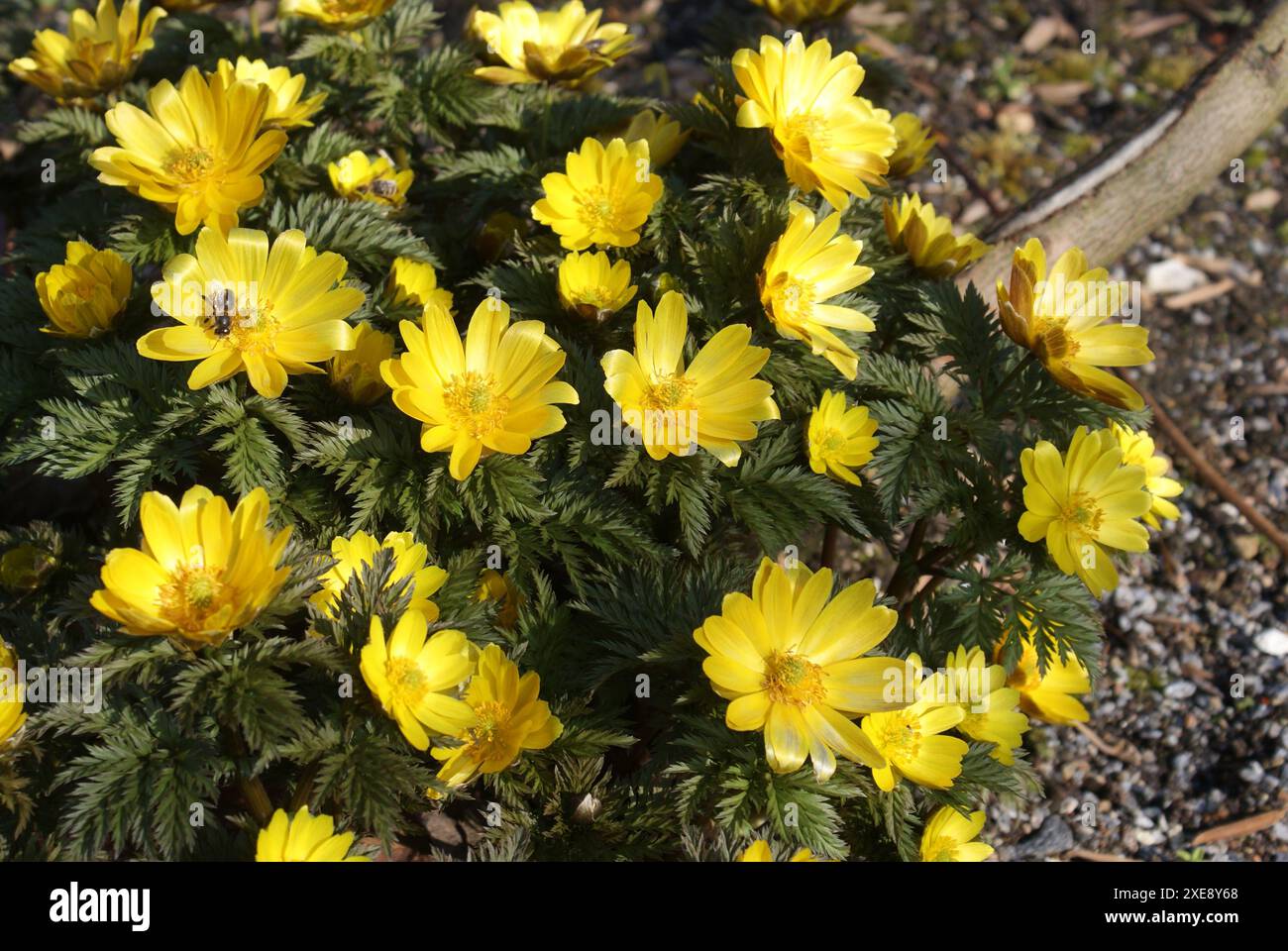 Adonis amurensis, Fast East Amur adonis, Biene, ape Foto Stock