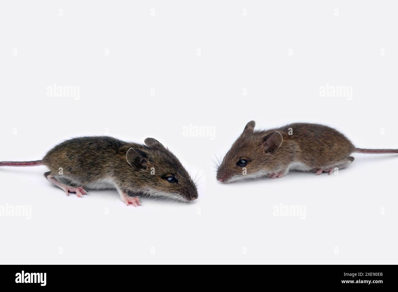 Topo della casa, topi della casa Foto Stock