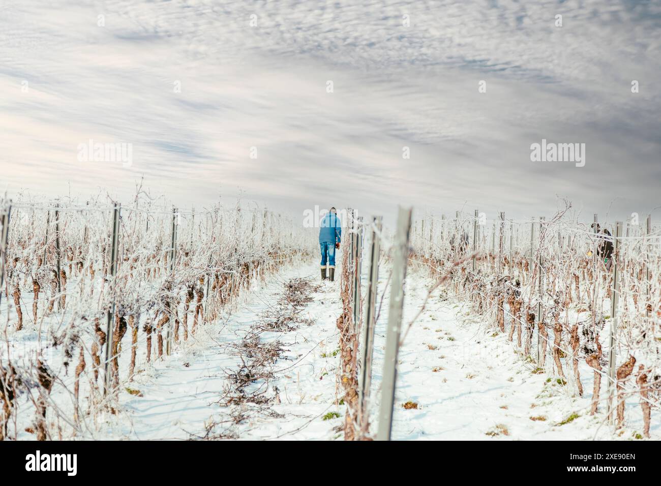 L'uomo lavora per potare le viti nella nebbia invernale. Potatura invernale di un viticoltore. Potare il vigneto. Mestiere Foto Stock