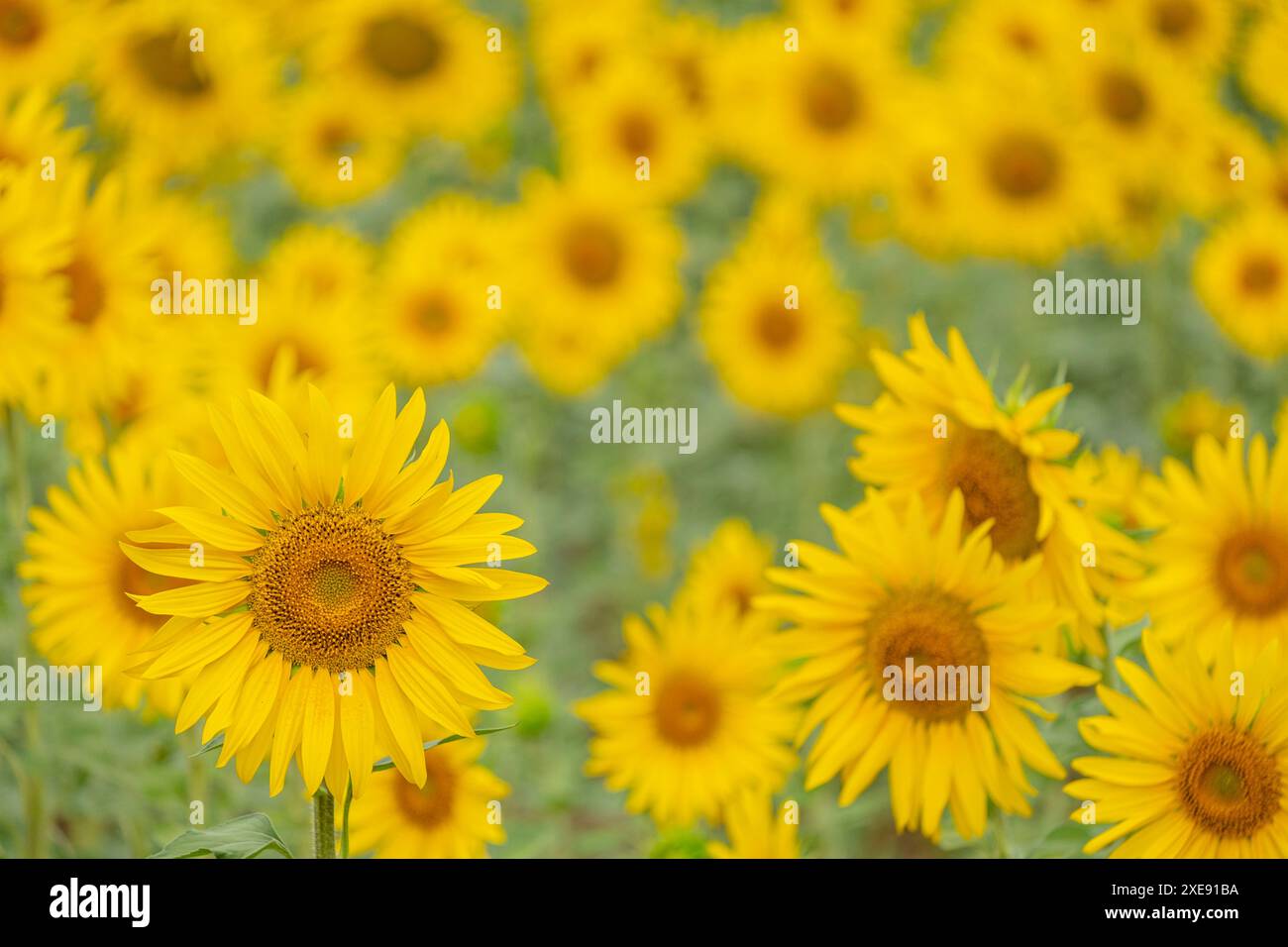 Campo di girasoli Foto Stock