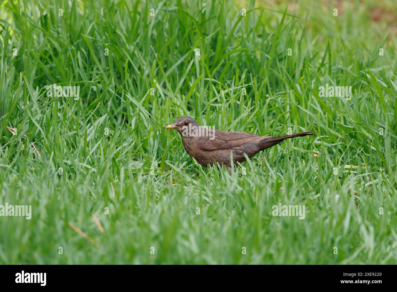 Uccello nero femminile (Turdus merula) sull'erba di un parco pubblico, Alcoy, Spagna Foto Stock