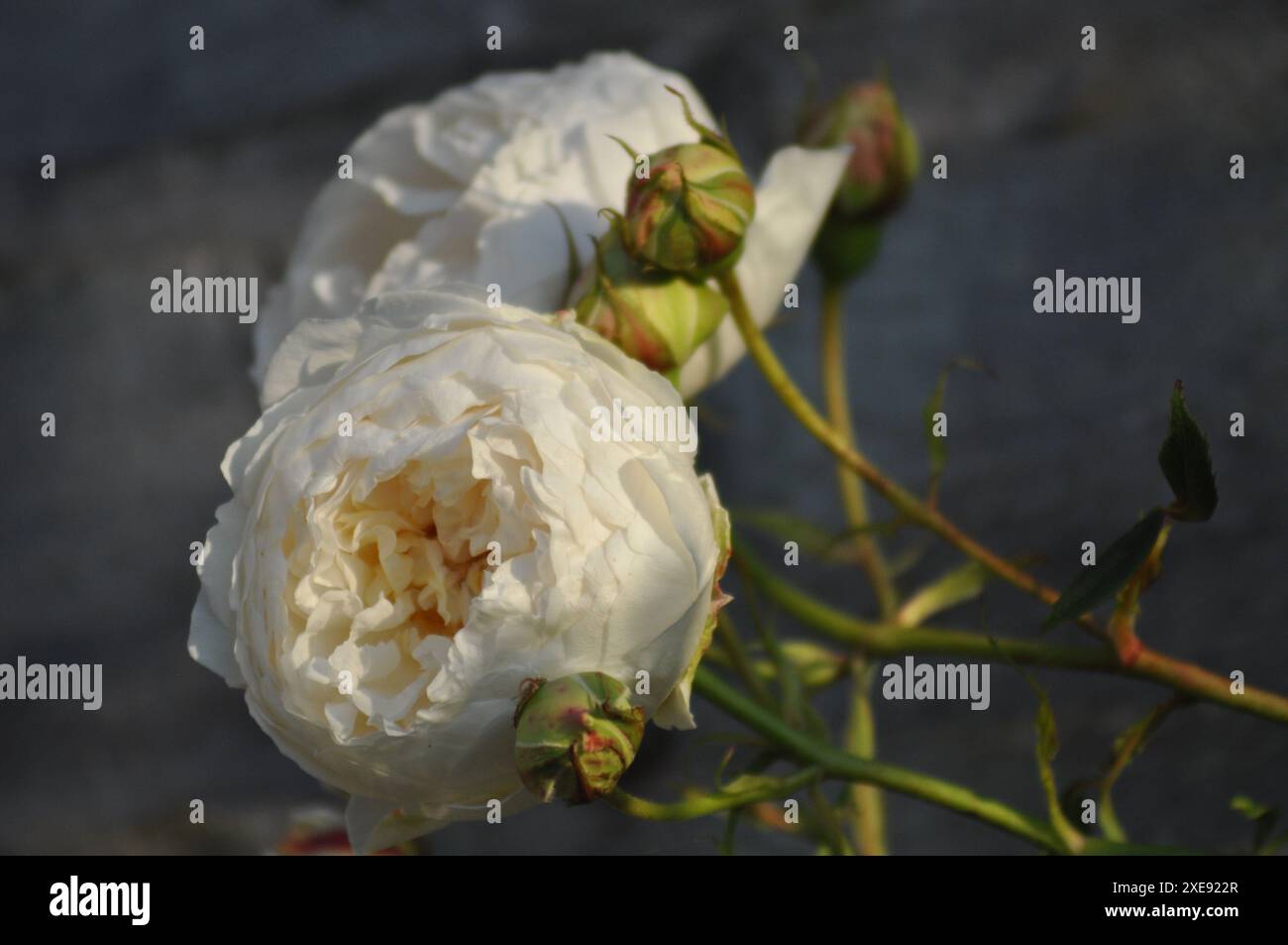Claire Austin e' cresciuta attraverso una recinzione di legno Foto Stock