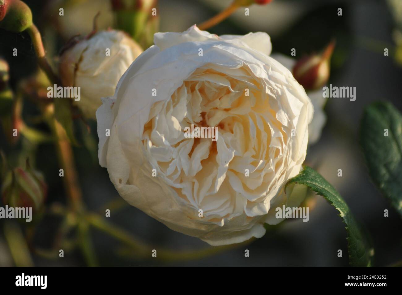 Claire Austin e' cresciuta attraverso una recinzione di legno Foto Stock