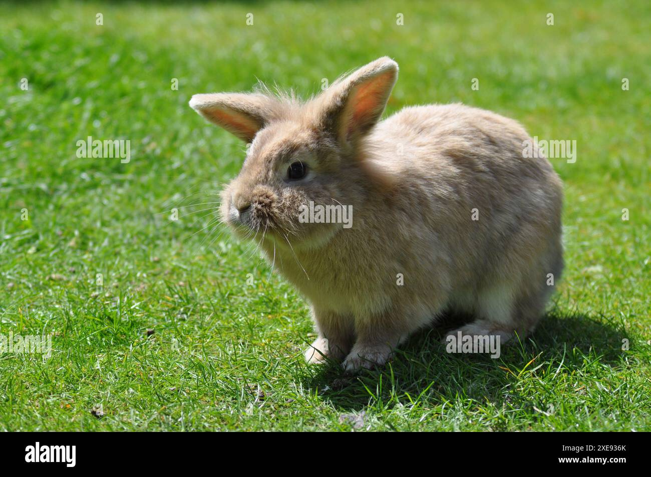 Giovane coniglio nano di colore sabbia in un giardino Foto Stock