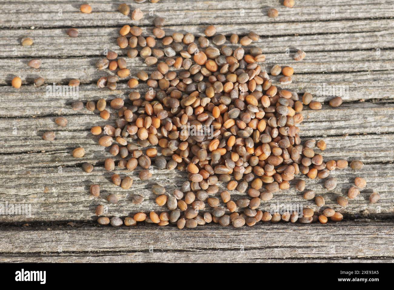 Eruca sativa, Rucola, insalata Rocket Foto Stock