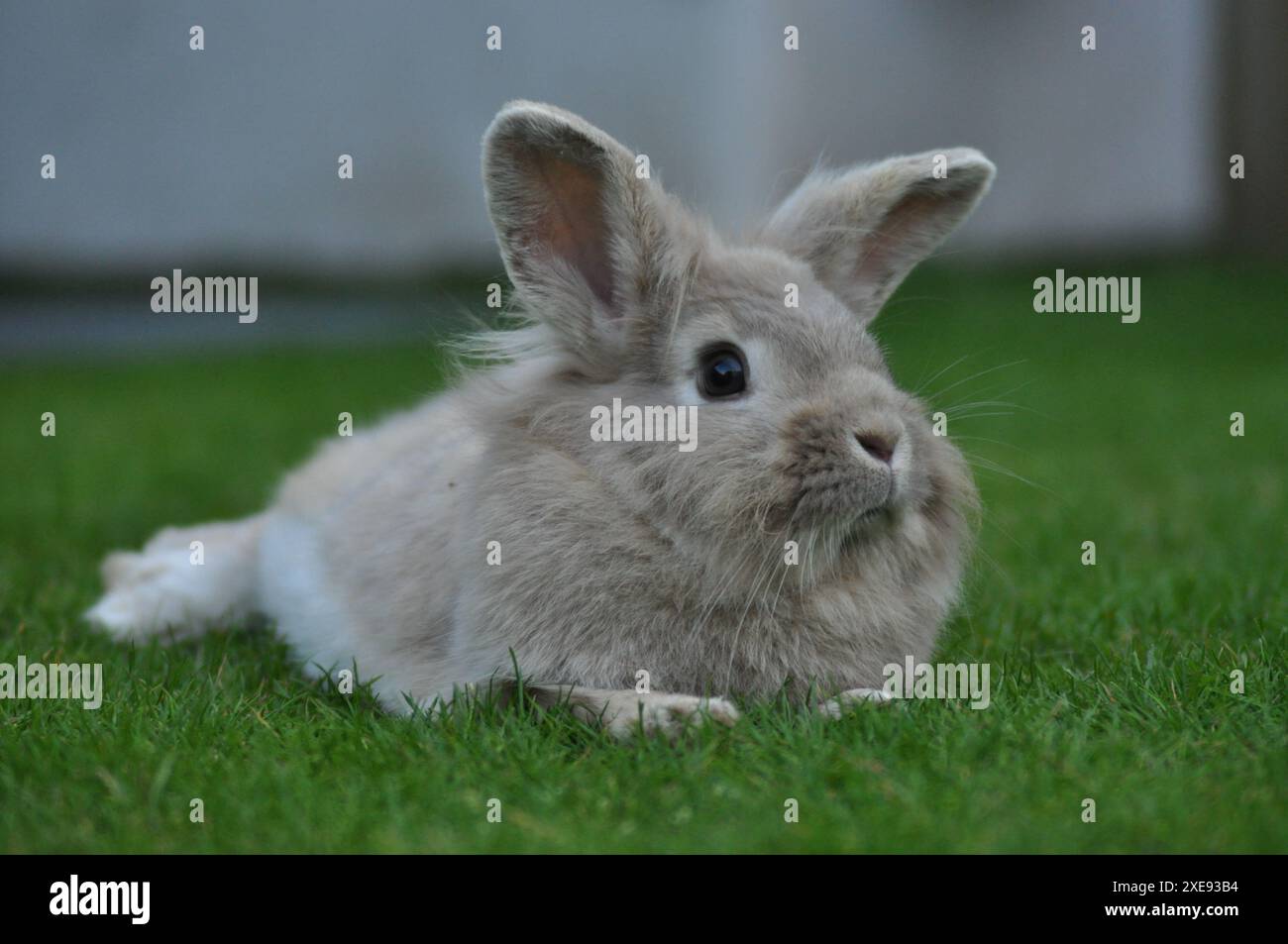 Giovane coniglio nano di colore sabbia in un giardino Foto Stock