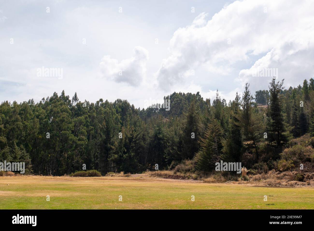 Foresta di pini in una giornata nuvolosa a Cusco, Perù Foto Stock