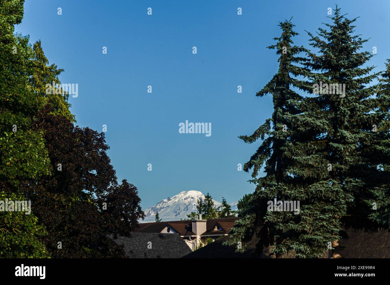 Cime innevate del Monte Baker Mt. Baker visto da un varco tra i pini Foto Stock