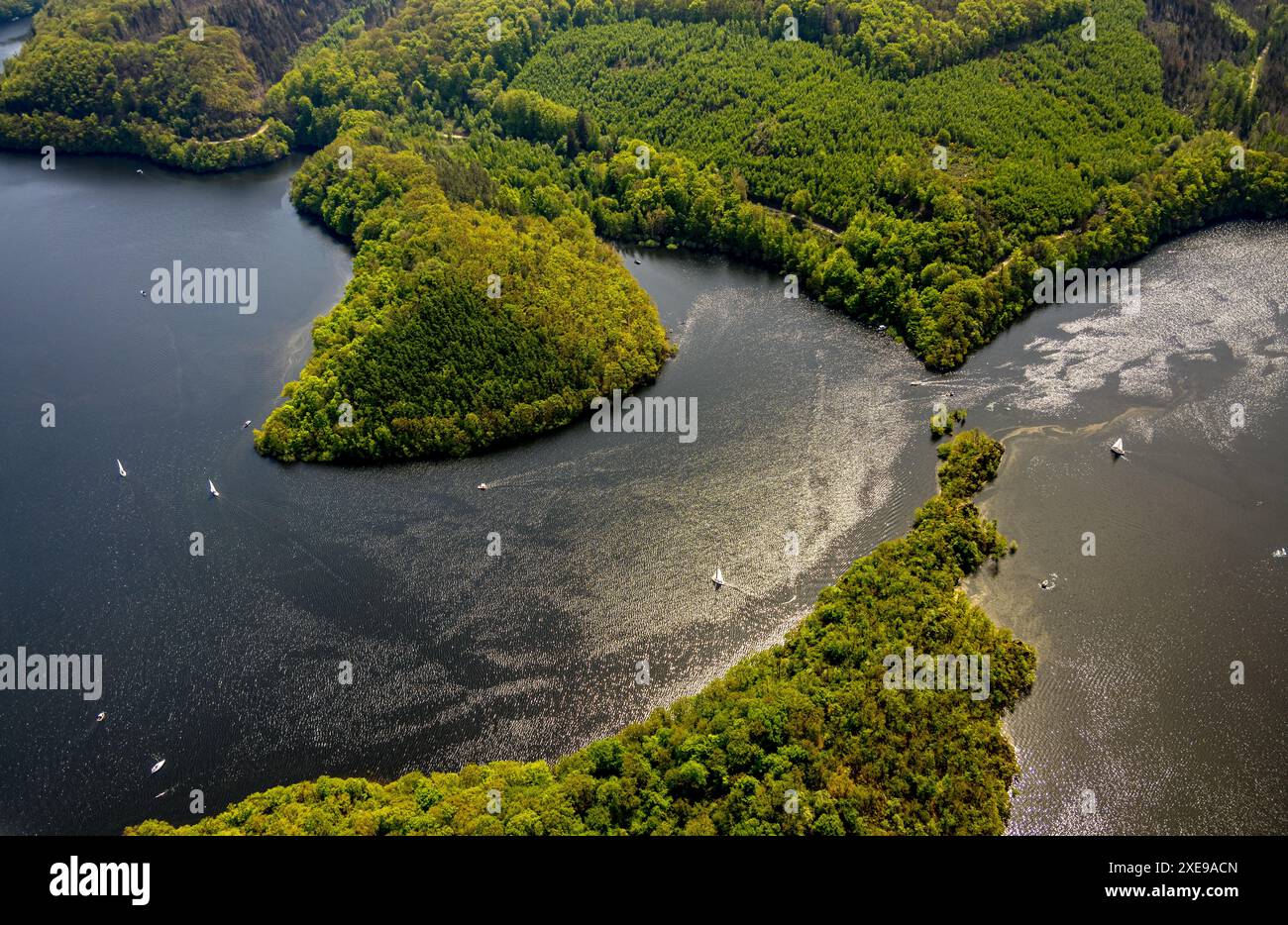 Vista aerea, Rursee Rurtalsperre e zone costiere boscose, Rursee con punta dell'isola Eichert e penisola Tonsberg e barche a vela in controluce, Foto Stock Vista aerea, Rursee Rurtalsperre e zone costiere boscose, Rursee con punta dell'isola Eichert e penisola Tonsberg e barche a vela in controluce, Foto Stock
