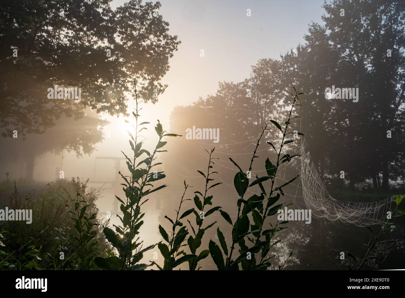 Misty Dawn in una foresta tranquilla Foto Stock