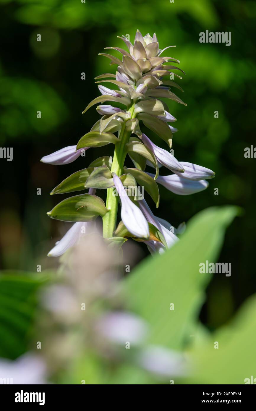 Primo piano di una hosta (Frances Williams) giglio in fiore Foto Stock