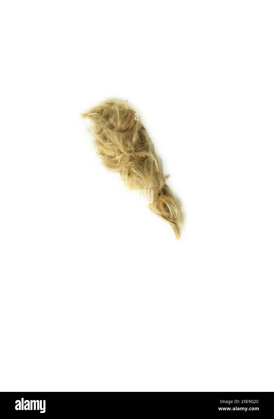 Tipografia creativa realizzata con veri peli di cane. Capelli biondi su sfondo bianco cani, gatti, animali domestici, mostri e altri animali pelosi. Alfabeto completo. rif Foto Stock