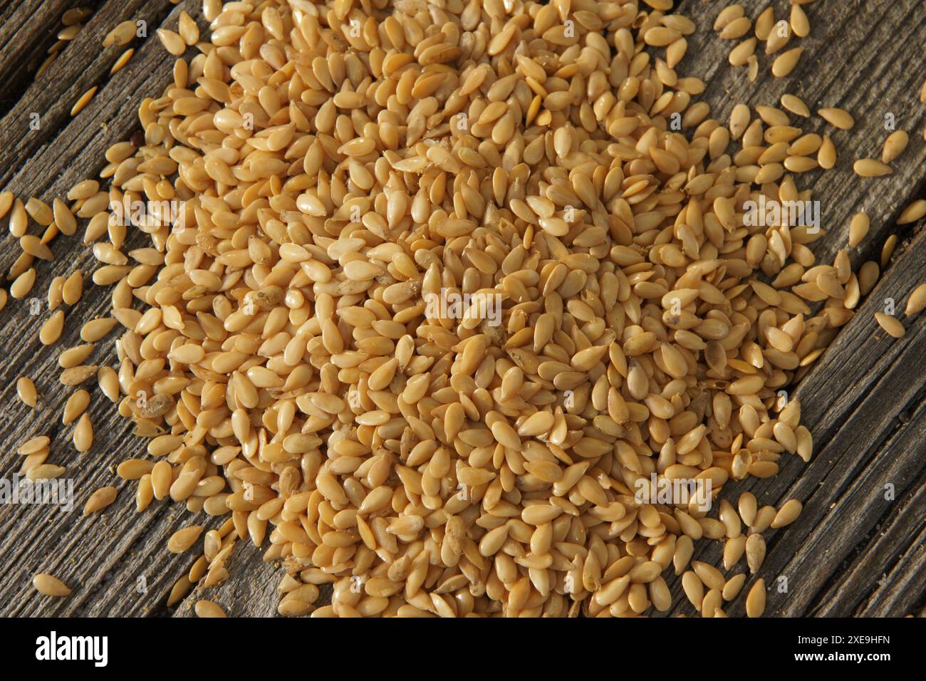 Linum usitatissimum, semi di lino Foto Stock