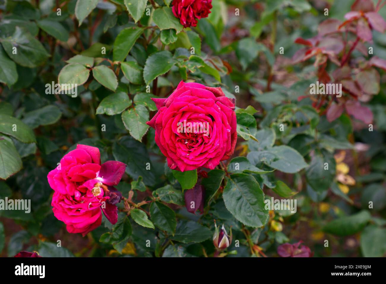 Primo piano del fiore rosso del parfuma reale rosa rosa rosa del giardino del tè ibrido in fiore. Foto Stock