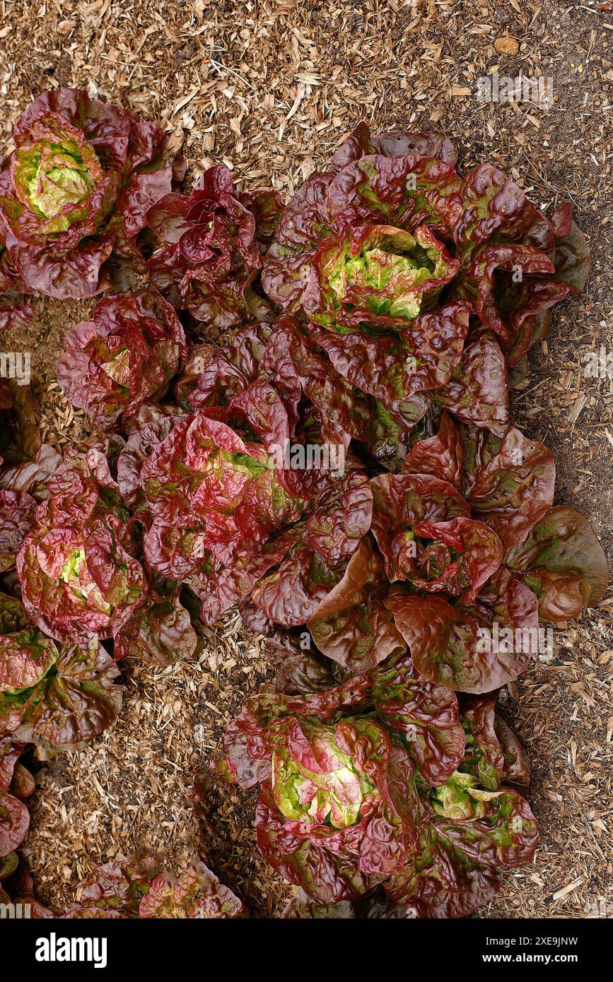 Vista ravvicinata dall'alto delle foglie rosse e verdi della lattuga lactuca sativa, fiore all'occhiello delle quattro stagioni. Foto Stock