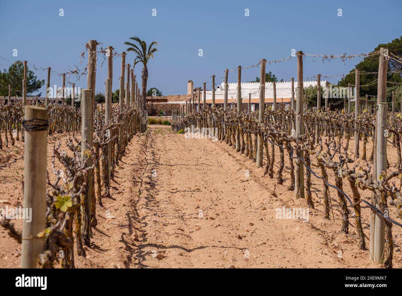 Cap de Barbaria cantine Formentera Foto Stock