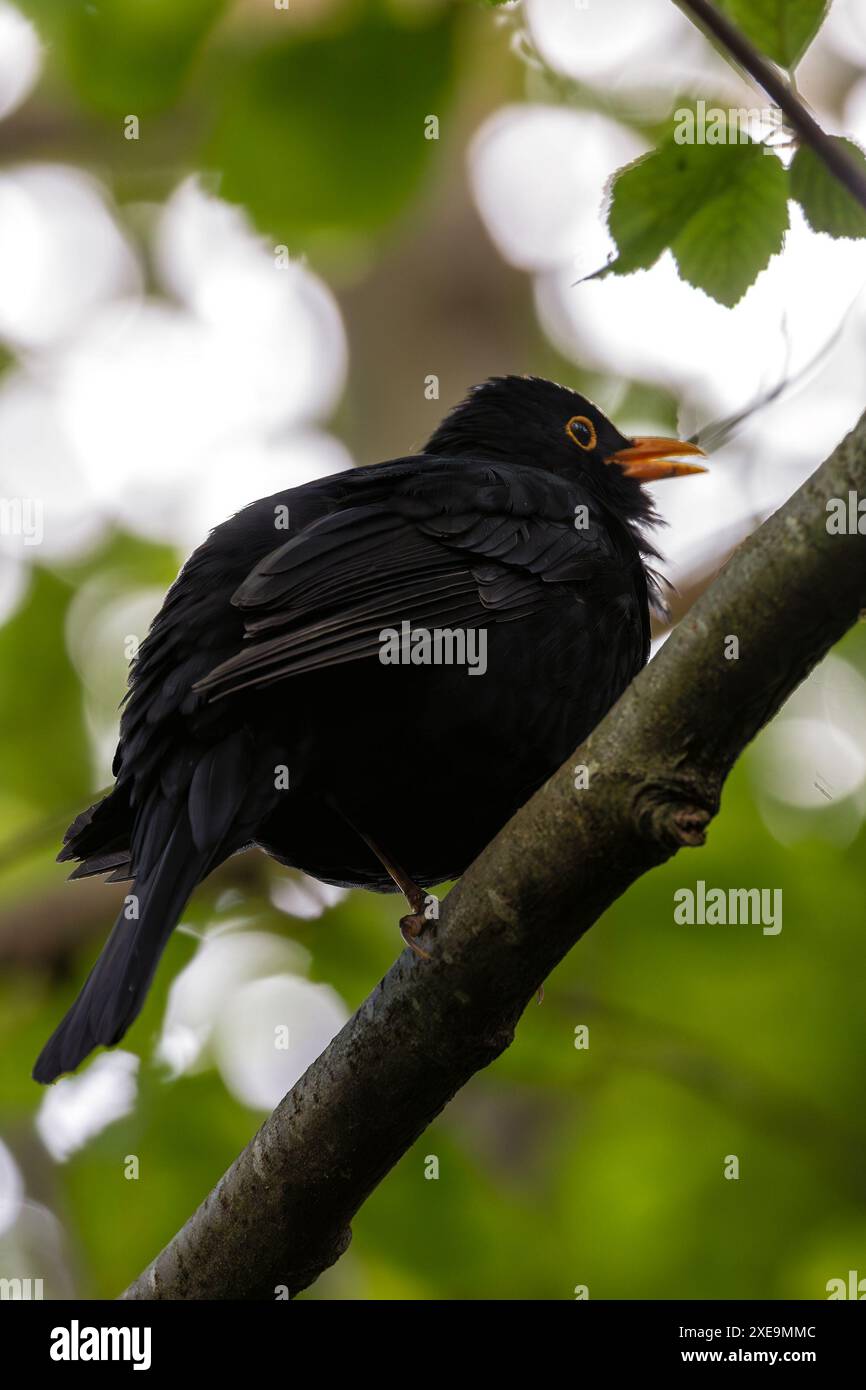 Il Common Blackbird maschile, con il suo elegante piumaggio nero, si presta da mangiare negli spazi verdi di Dublino. Questa foto cattura la sua elegante presenza a Dublino Foto Stock