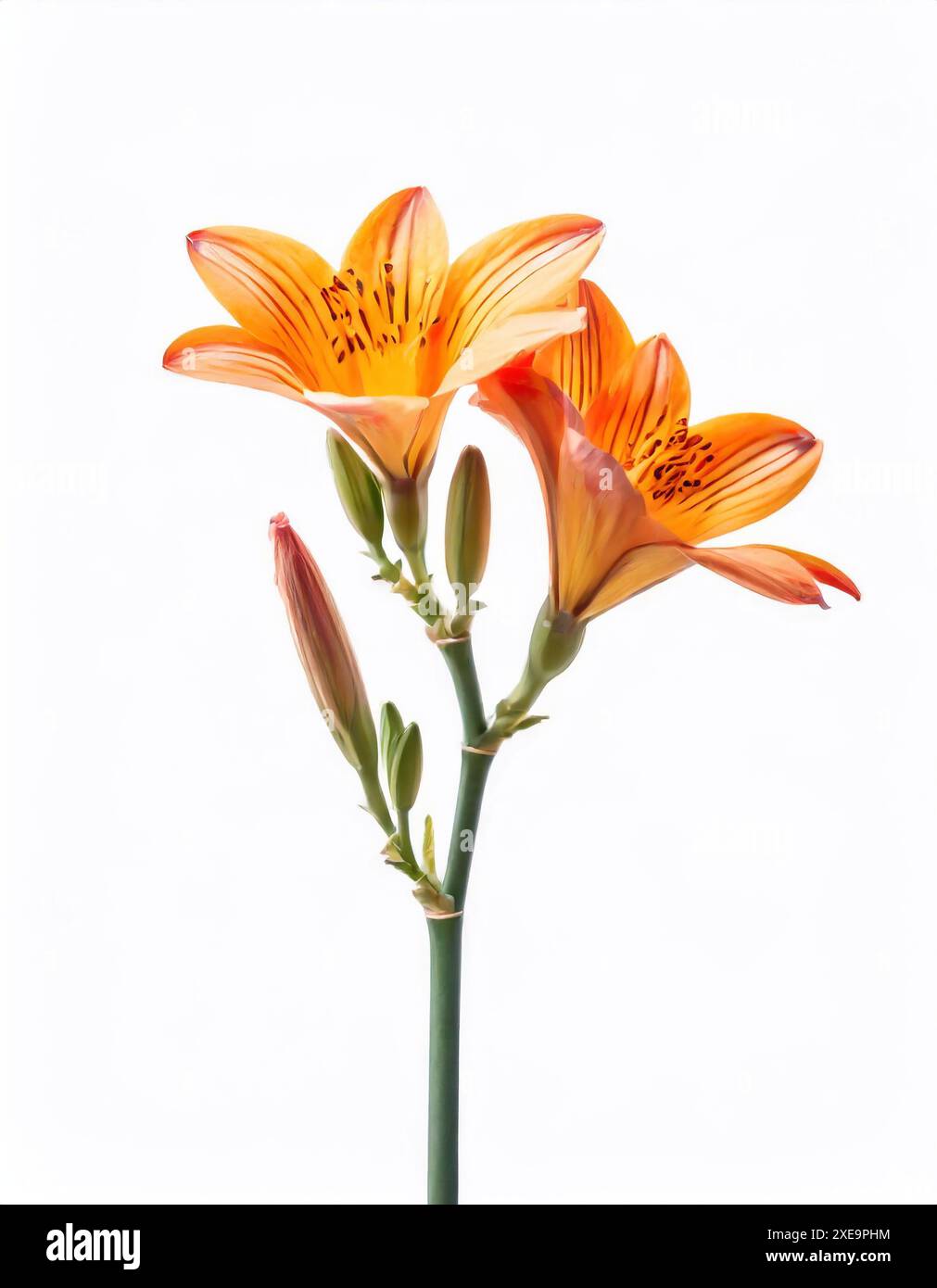 Bella freesia gialla isolata su bianco Foto Stock