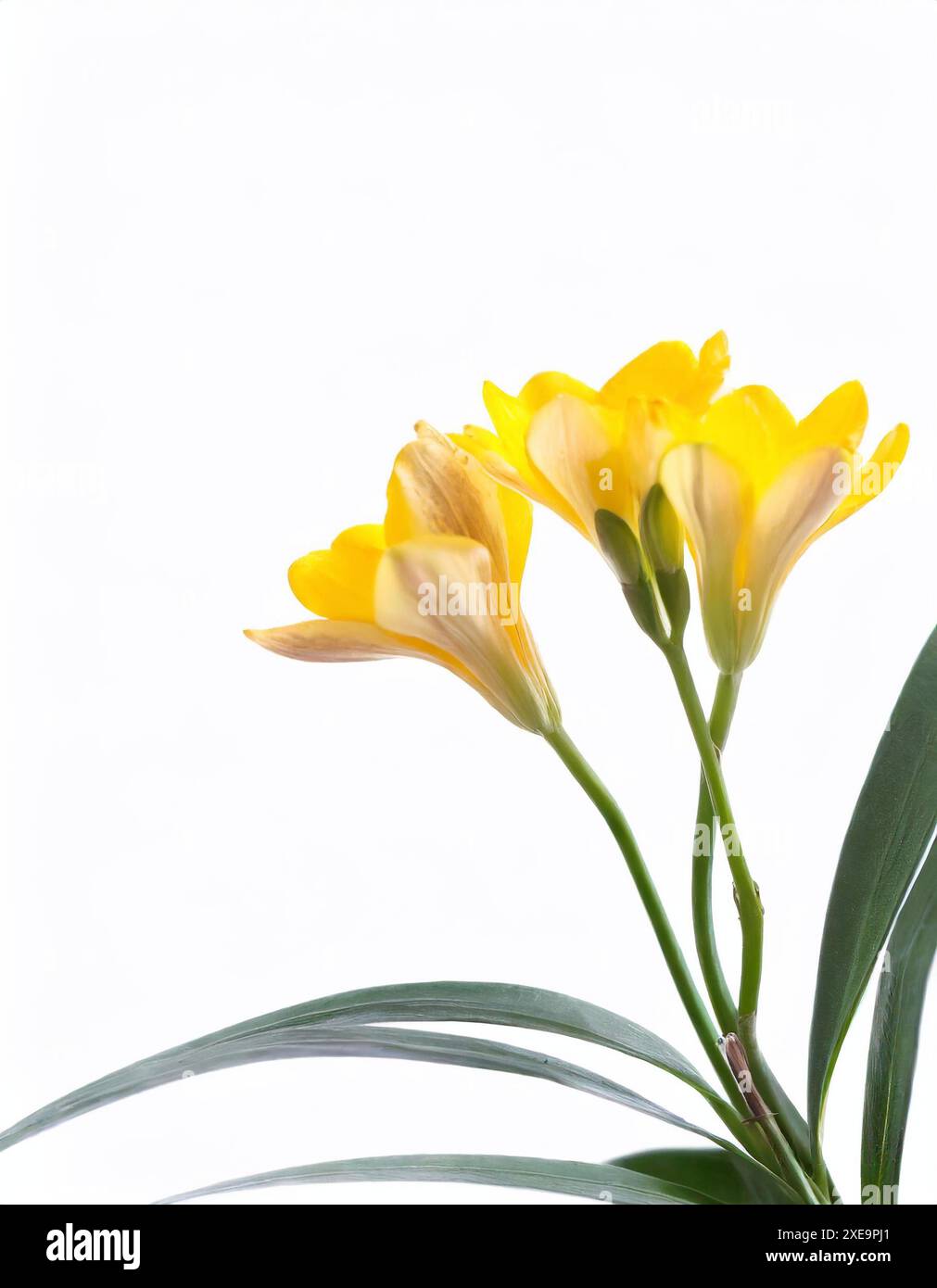 Bella freesia gialla isolata su bianco Foto Stock
