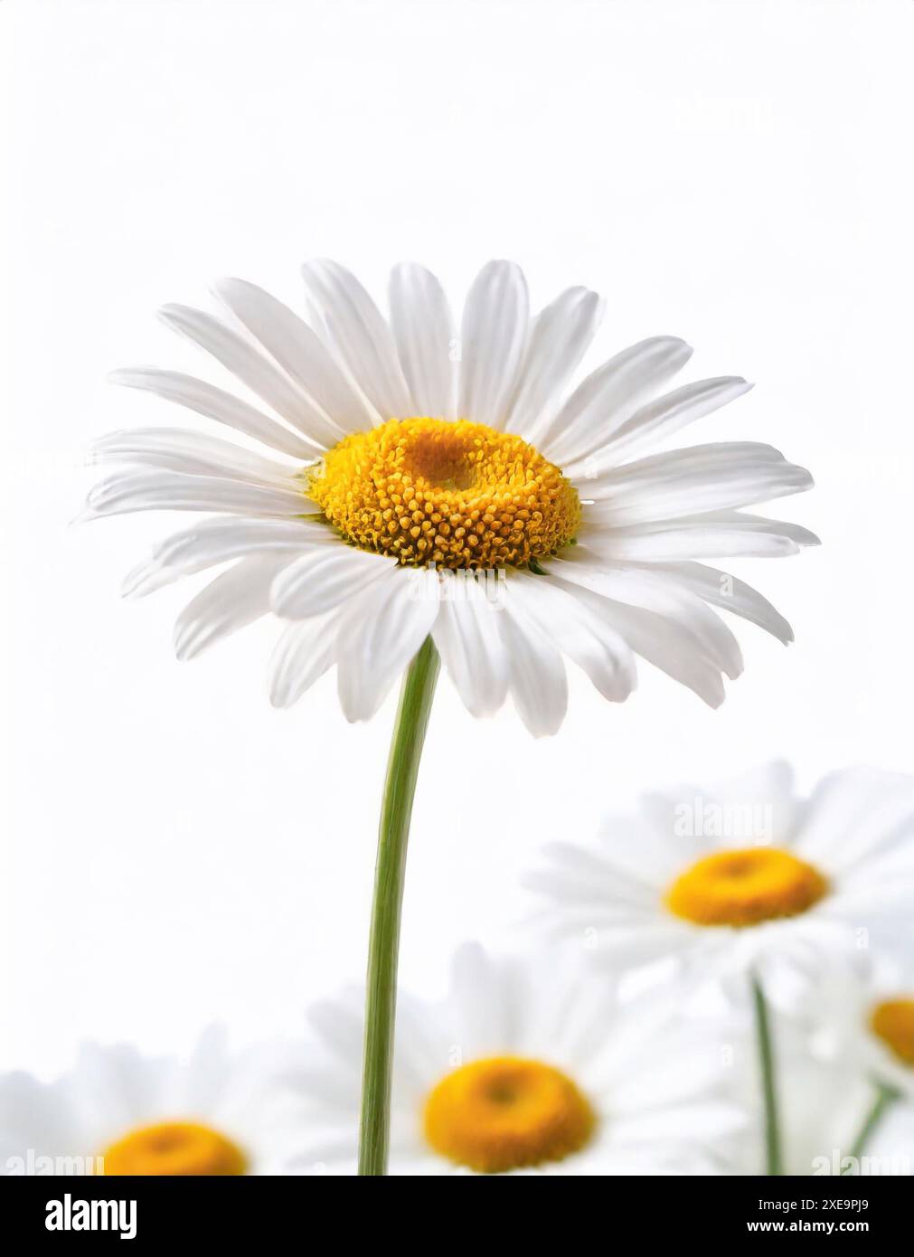 Fiori di camomilla isolato su bianco Foto Stock
