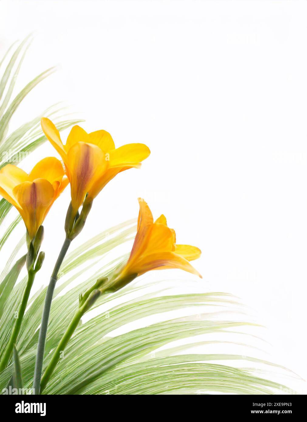 Bella freesia gialla isolata su bianco Foto Stock