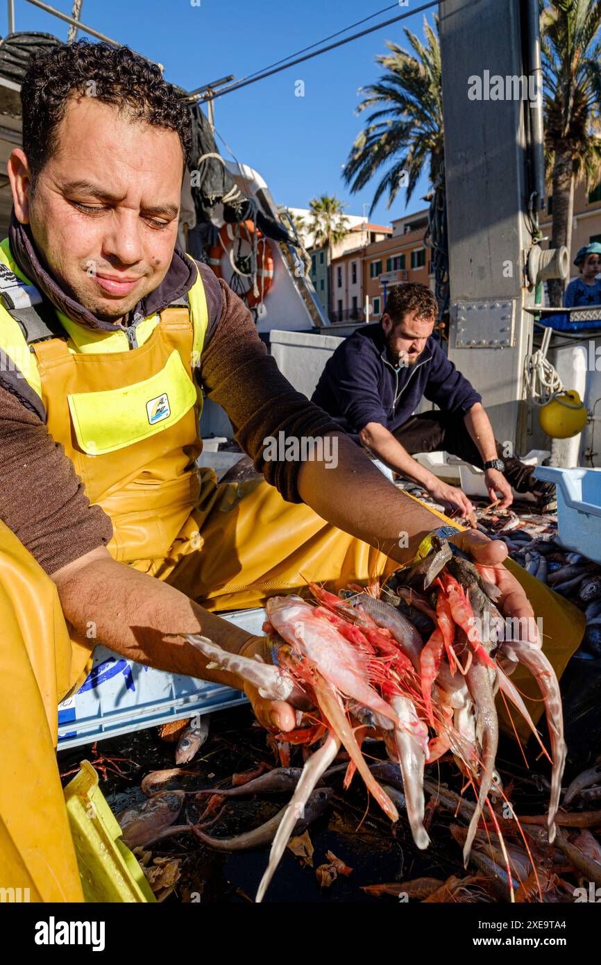 Marinai che selezionano il pesce Foto Stock