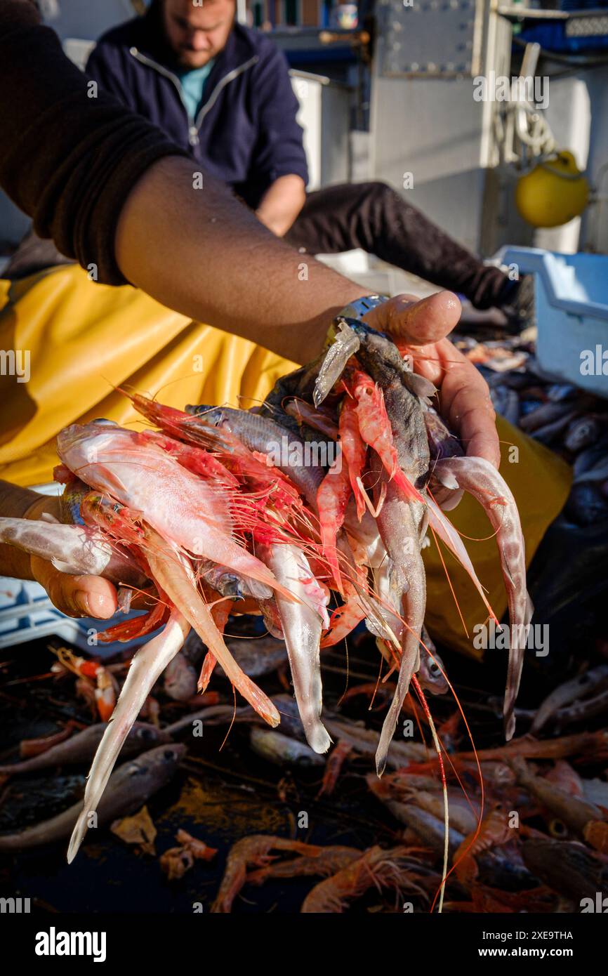 Marinai che selezionano il pesce Foto Stock