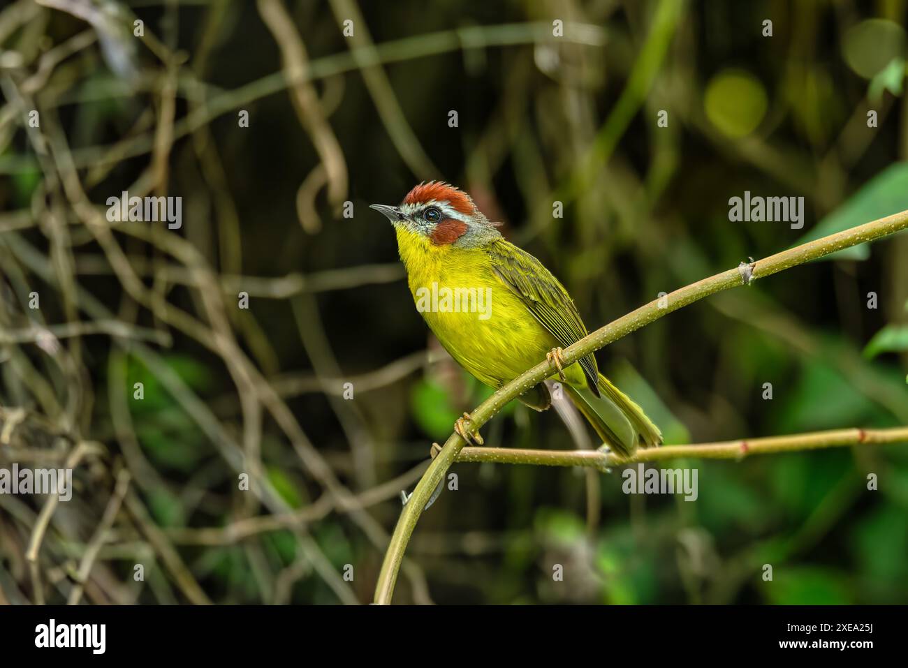 Parula con tetto rufo (Basileuterus rufifrons), Barichara, dipartimento di Santander. Fauna selvatica e birdwatching in Colombia Foto Stock