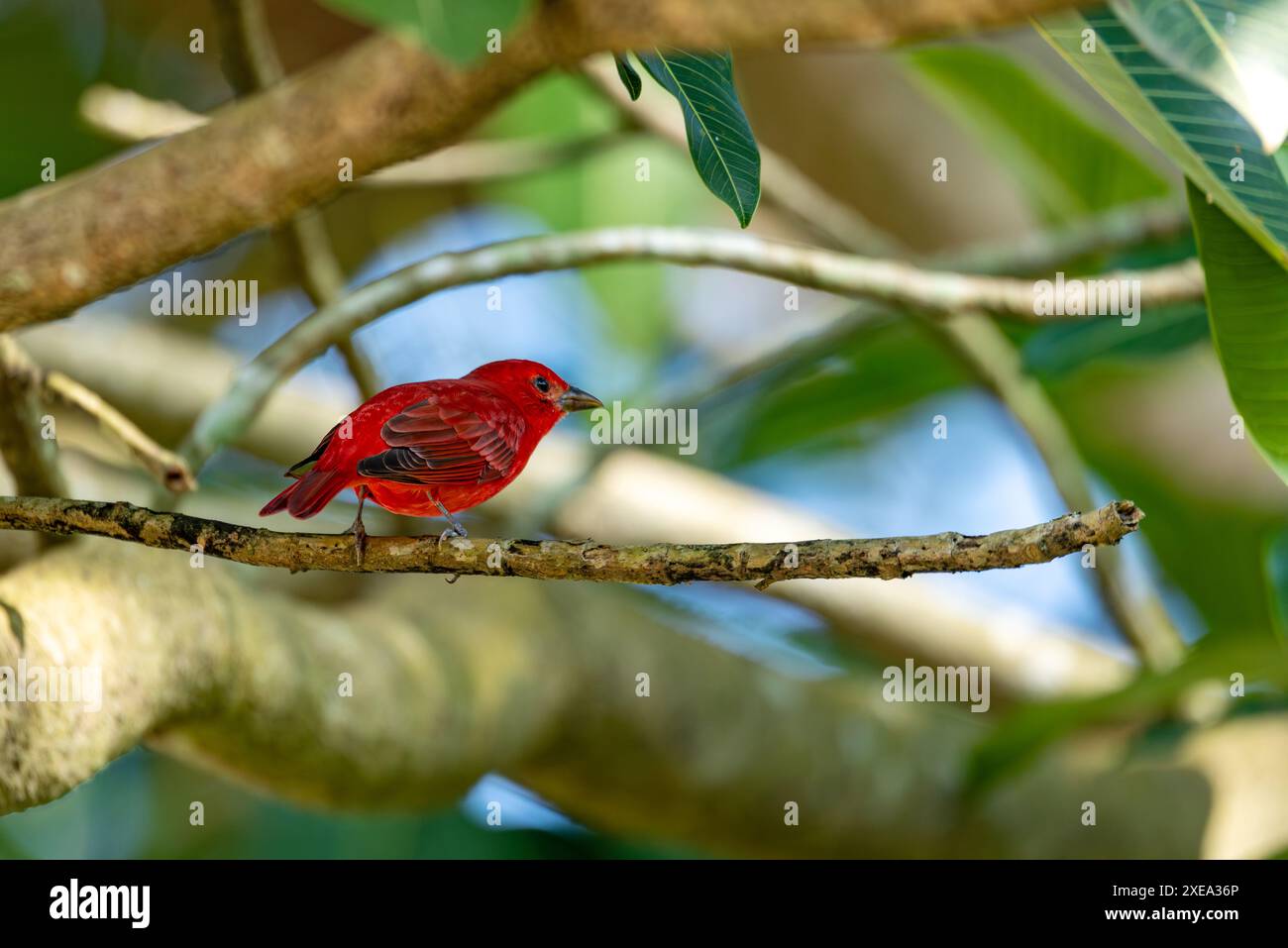 Tanager estivo (Piranga rubra), dipartimento di Antioquia, fauna selvatica e birdwatching in Colombia. Foto Stock