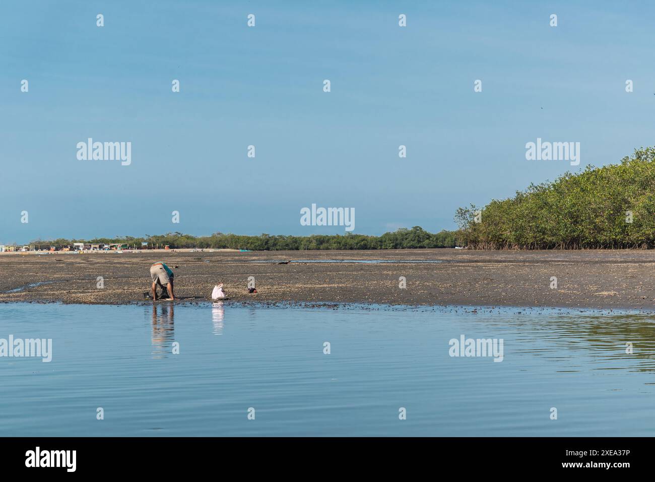 punta blu nelle mangrovie di tumbes con la bassa marea in una giornata di sole e cielo blu circondato da alberi Foto Stock