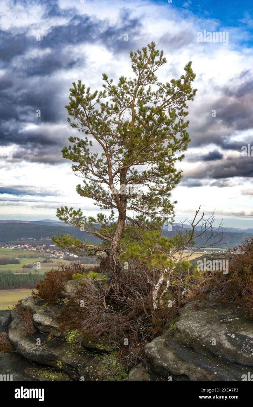 Pino sul Lilienstein, alberi suggestivi nelle montagne di arenaria dell'Elba Foto Stock