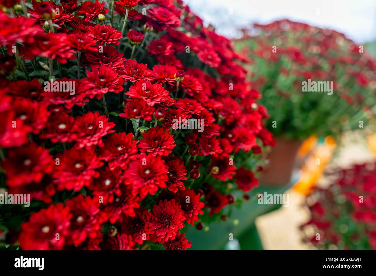 Fresco e colorato bouquet di fiori in Un mercato agricolo locale Foto Stock