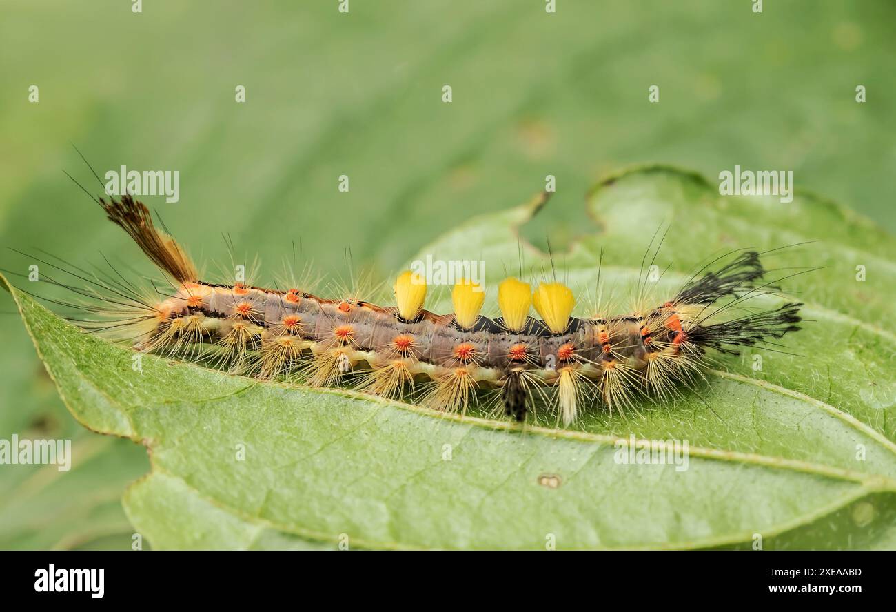 bruco della falena di Blackthorn "Orgyia antiqua" Foto Stock