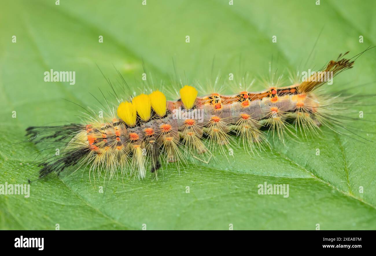bruco della falena di Blackthorn "Orgyia antiqua" Foto Stock