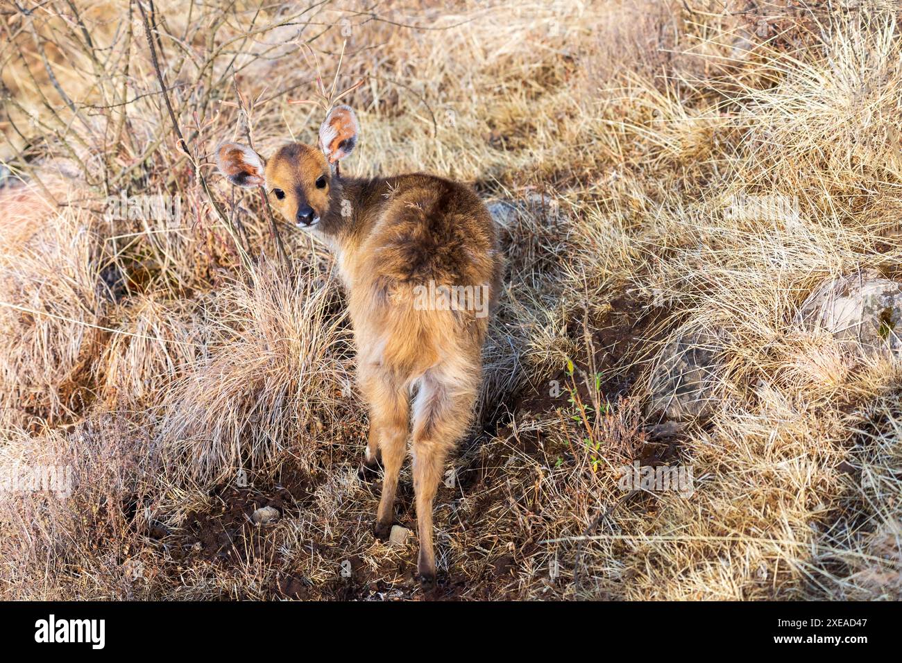 Menelik bushbuck (Tragelaphus scriptus meneliki), Etiopia, Africa selvaggia Foto Stock