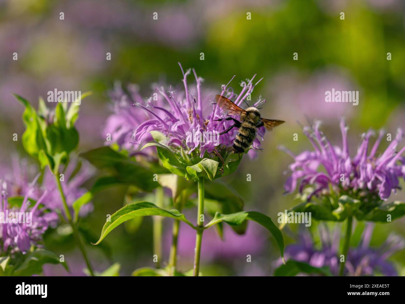 Un giardino di fiori di balsamo d'api visitato da un calabrone volante attratto dal dolce nettare. Foto Stock