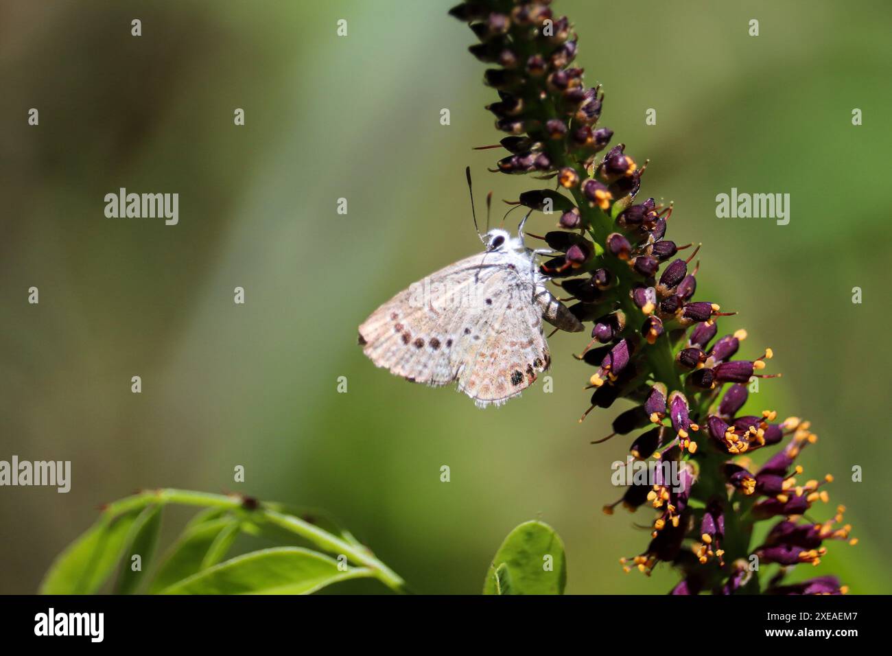 Ammiraglio maculato rosso o arthemis Limenitis appollaiato in un albero di ginepro all'attraversamento del fiume Verde vicino a Payson, Arizona. Foto Stock