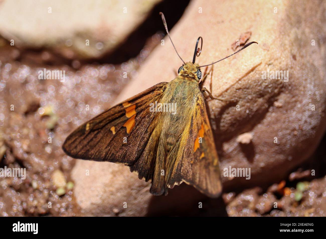 Skipper con macchie d'argento o Epargyreus clarus appollaiato su una roccia intorno a Tonto creek vicino a Payson, Arizona. Foto Stock