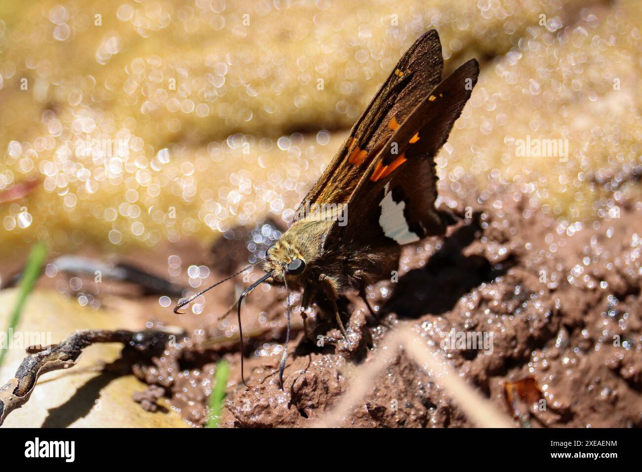 Skipper con macchie d'argento o Epargyreus clarus bevendo dal fango intorno a Tonto creek vicino a Payson, Arizona. Foto Stock